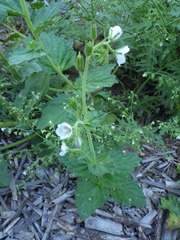 Phacelia viscida albiflora
