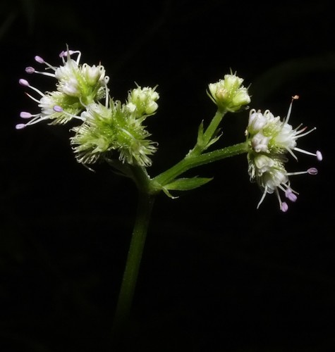 Sanicula elata image