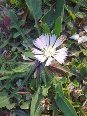 Centaurea pullata