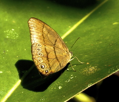 Erichthodes antonina