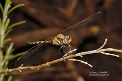 Orthetrum brachiale