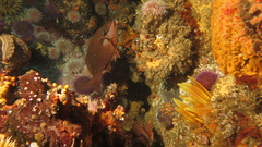 Chirodactylus brachydactylus