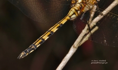 Orthetrum brachiale