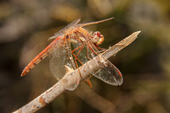 Sympetrum gilvum