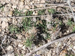 Teucrium pseudochamaepitys