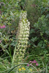 Eucomis comosa