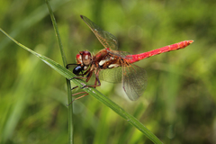 Sympetrum gilvum
