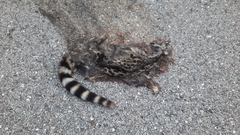 Genetta genetta genetta