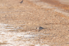 Eremophila alpestris brandti