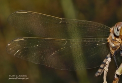 Orthetrum brachiale