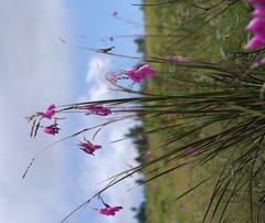 Dierama pulcherrimum