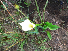 Zantedeschia albomaculata