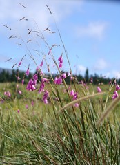 Dierama pulcherrimum