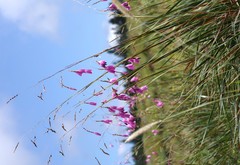 Dierama pulcherrimum