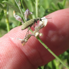 Epicauta maculata-group