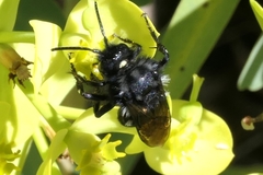 Melecta