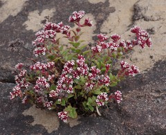 Crassula obovata
