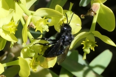 Melecta