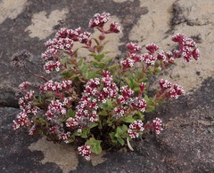 Crassula obovata