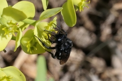 Melecta