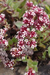 Crassula obovata