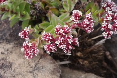 Crassula obovata