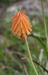 Kniphofia triangularis
