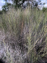 Chloracantha spinosa spinosa