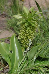 Eucomis autumnalis