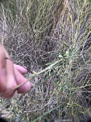 Chloracantha spinosa spinosa