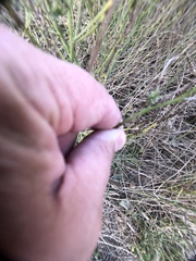 Chloracantha spinosa spinosa