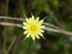 Uropappus