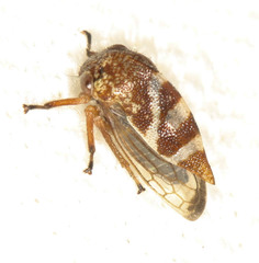 Cyrtolobus