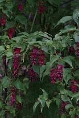Leycesteria formosa