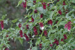 Leycesteria formosa