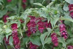 Leycesteria formosa