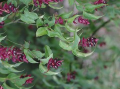 Leycesteria formosa