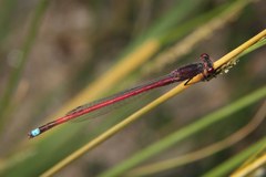 Oxyagrion rubidum