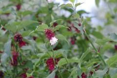 Leycesteria formosa