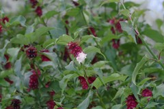 Leycesteria formosa