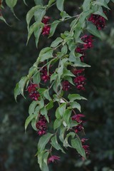 Leycesteria formosa
