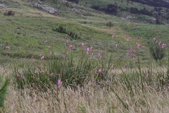 Dierama pulcherrimum