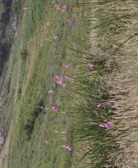 Dierama pulcherrimum