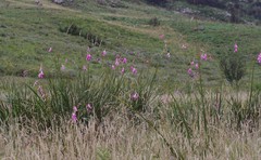 Dierama pulcherrimum