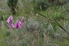 Dierama pulcherrimum