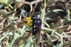 Melecta