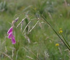 Dierama pulcherrimum
