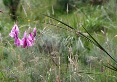 Dierama pulcherrimum