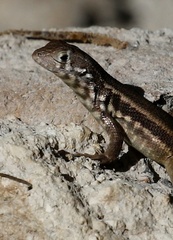 Leiocephalus barahonensis