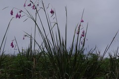 Dierama pulcherrimum